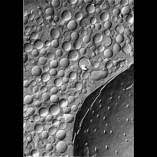  NCBI Organism:Rattus; Cell Types:adrenal medulla chromaffin cell Cell Components:secretory granule, nucleus, nuclear pore; Biological process:secretory granule organization