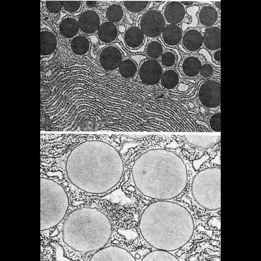  NCBI Organism:Homo sapiens, Cavia porcellus, ; Cell Types:acinar cell Cell Components:secretory granule, zymogen granule, endoplasmic reticulum; Biological process:secretory granule organization