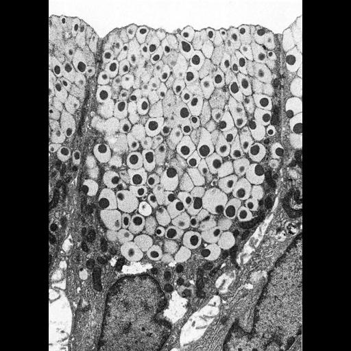  NCBI Organism:Rattus; Cell Types:simple columnar epithelial cell Cell Components:secretory granule, dense core granule; Biological process:secretory granule organization