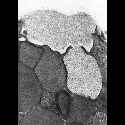  Cell Types:goblet cell, simple columnar epithelial cell; Cell Components:secretory granule, mucus layer; Biological process:exocytosis, secretory granule organization;