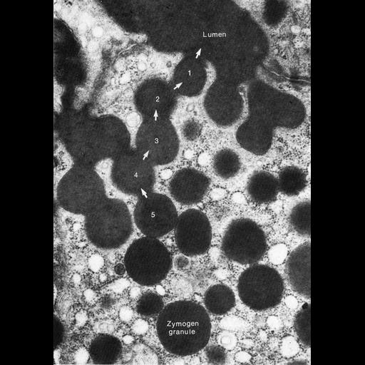  NCBI Organism:Canis lupus familiaris; Cell Types:acinar cell, simple columnar epithelial cell; Cell Components:secretory granule Biological process:exocytosis, secretory granule organization;