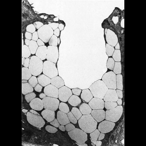  NCBI Organism:Leporidae; Cell Types:simple columnar epithelial cell, mucus secreting cell; Cell Components:secretory granule, apical part of cell; Biological process:exocytosis, secretory granule organization;