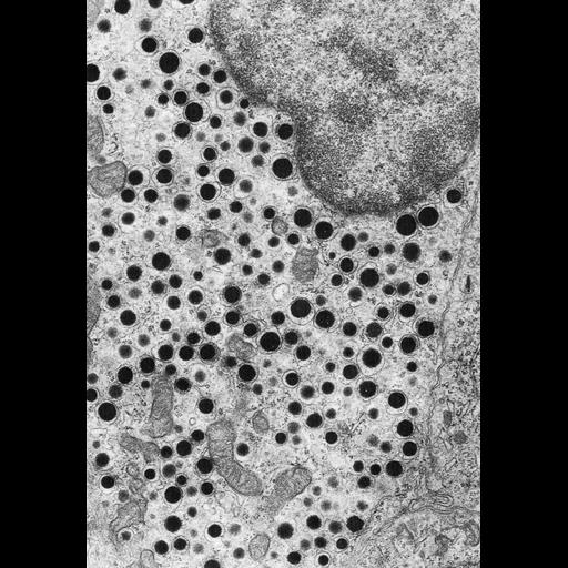  NCBI Organism:Homo sapiens; Cell Types:epithelial cell of pancreas Cell Components:secretory granule Biological process:endocrine process, secretory granule organization;