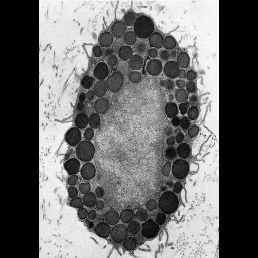  NCBI Organism:Rattus; Cell Types:mast cell Cell Components:secretory granule Biological process:secretory granule organization