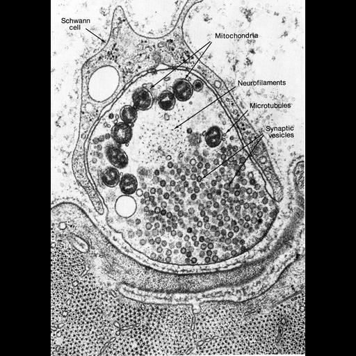  NCBI Organism:Anura; Cell Types:peripheral neuron, muscle cell, myelinating Schwann cell; Cell Components:synapse, neuromuscular junction, synaptic vesicle, microtubule, neurofilament, mitochondrion; Biological process:synapse organization