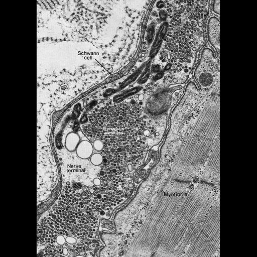  NCBI Organism:Anura; Cell Types:myelinating Schwann cell, muscle cell, peripheral neuron; Cell Components:synapse, neuromuscular junction, synaptic vesicle, myofibril; Biological process:synapse organization