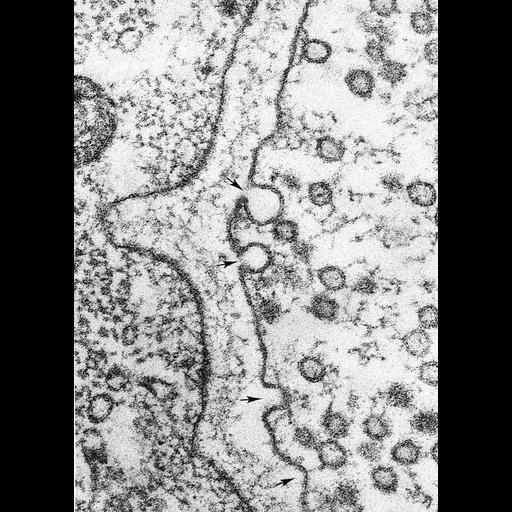  NCBI Organism:Anura; Cell Types:peripheral neuron, muscle cell, myelinating Schwann cell; Cell Components:synapse, neuromuscular junction, synaptic vesicle; Biological process:synaptic vesicle exocytosis, synapse organization;