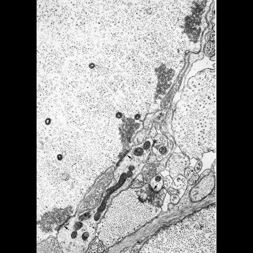  NCBI Organism:Petromyzon marinus; Cell Types:Mueller cell Cell Components:synapse, axon, postsynaptic density, synaptic vesicle; Biological process:synapse organization