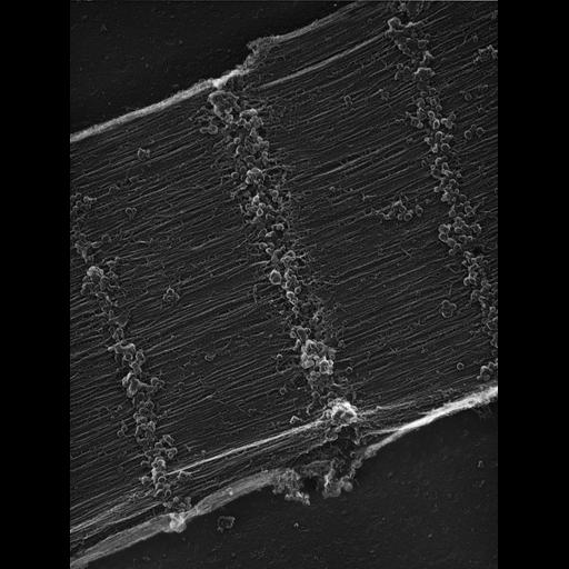  Cell Types:flight muscle cell Cell Components:myofibril, mitochondrion, sarcoplasmic reticulum; Biological process:skeletal muscle contraction, sequestering of calcium ion, mitochondrial proton-transporting ATP synthase complex assembly;