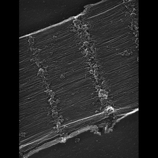  Cell Types:flight muscle cell Cell Components:myofibril, mitochondrion, sarcoplasmic reticulum; Biological process:skeletal muscle contraction, sequestering of calcium ion, mitochondrial proton-transporting ATP synthase complex assembly;