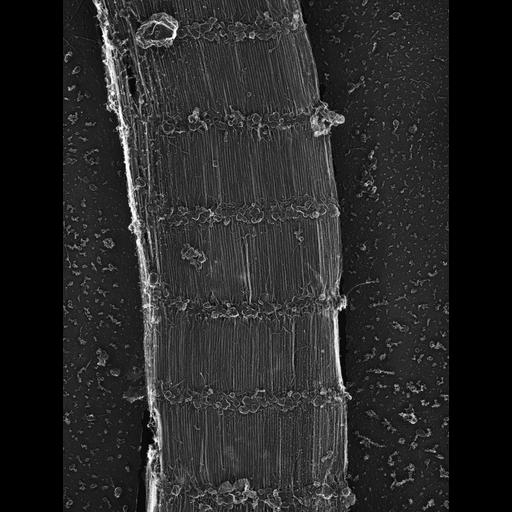  Cell Types:flight muscle cell Cell Components:myofibril, mitochondrion, sarcoplasmic reticulum; Biological process:skeletal muscle contraction, sequestering of calcium ion, mitochondrial proton-transporting ATP synthase complex assembly;