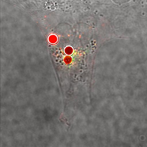  NCBI Organism:Chlorocebus aethiops; Cell Types:permanent cell line cell Biological process:negative regulation of insulin receptor signaling pathway