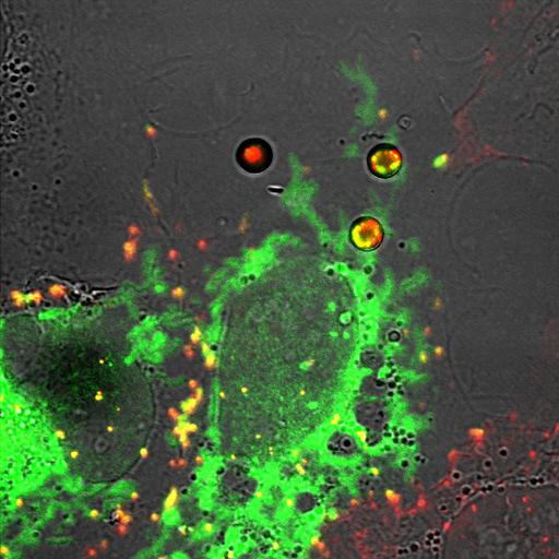  NCBI Organism:Chlorocebus aethiops; Cell Types:permanent cell line cell Biological process:negative regulation of insulin receptor signaling pathway