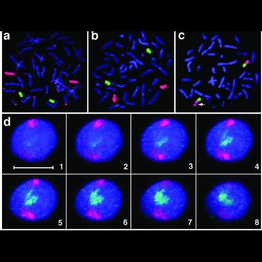  NCBI Organism:Gorilla, Homo sapiens, Callithrix jacchus, ; Cell Components:nuclear chromosome Biological process:chromatin organization, chromosome organization, nucleus organization;