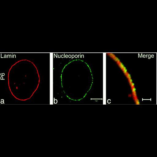  NCBI Organism:Homo sapiens; Cell Types:fibroblast Cell Components:nuclear envelope