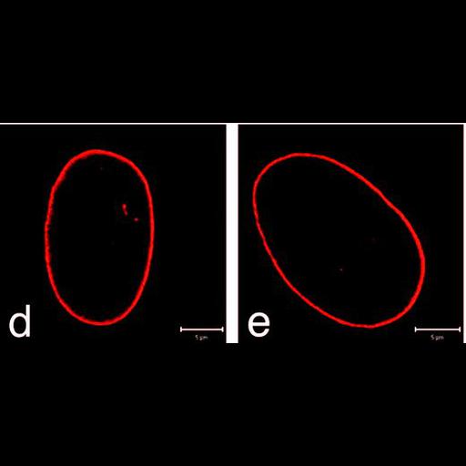  NCBI Organism:Homo sapiens; Cell Types:fibroblast Cell Components:nuclear envelope