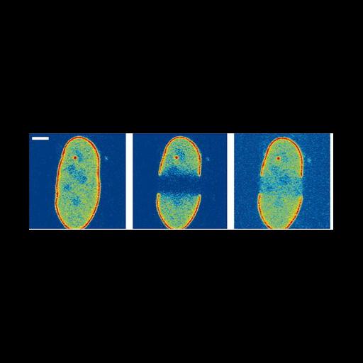  NCBI Organism:Homo sapiens; Cell Types:fibroblast Cell Components:nuclear lamina