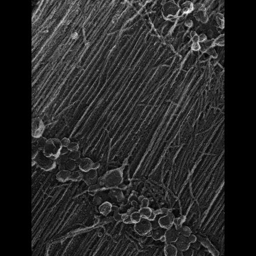  Cell Types:flight muscle cell Cell Components:myofibril, mitochondrion, sarcoplasmic reticulum; Biological process:skeletal muscle contraction, sequestering of calcium ion, mitochondrial proton-transporting ATP synthase complex assembly;