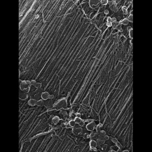  Cell Types:flight muscle cell Cell Components:myofibril, mitochondrion, sarcoplasmic reticulum; Biological process:skeletal muscle contraction, sequestering of calcium ion, mitochondrial proton-transporting ATP synthase complex assembly;