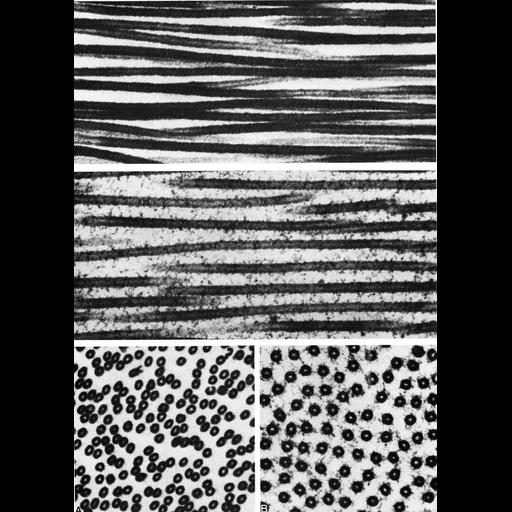  Cell Components:microtubule, microtubule-based flagellum part, microtubule associated complex; Biological process:microtubule cytoskeleton organization