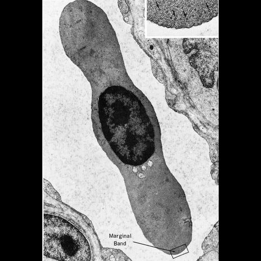  NCBI Organism:Opsanus tau; Cell Types:erythrocyte Cell Components:microtubule, microtubule-based flagellum part; Biological process:microtubule cytoskeleton organization, regulation of cell shape;