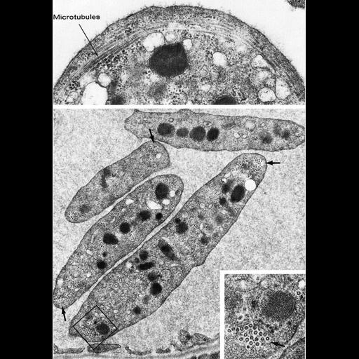  NCBI Organism:Homo sapiens, Rattus, ; Cell Types:platelet Cell Components:microtubule Biological process:microtubule cytoskeleton organization, regulation of cell shape;