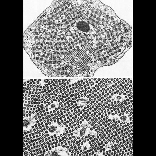  NCBI Organism:Mammalia; Cell Types:pillar cell Cell Components:microtubule Biological process:regulation of cell shape