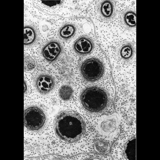  NCBI Organism:Bufo marinus; Cell Types:Sertoli cell, sperm; Cell Components:microtubule, apical part of cell; Biological process:microtubule cytoskeleton organization, regulation of cell shape, establishment or maintenance of cell polarity;