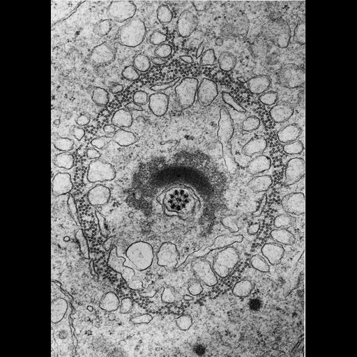  NCBI Organism:Cricetulus griseus; Cell Types:spermatid Cell Components:microtubule, manchette; Biological process:microtubule cytoskeleton organization