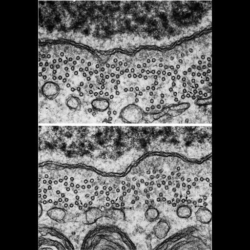  NCBI Organism:Rodentia; Cell Types:spermatid Cell Components:microtubule, manchette; Biological process:regulation of cell shape, vesicle transport along microtubule;