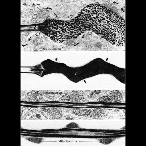  NCBI Organism:Passeriformes; Cell Types:sperm Cell Components:microtubule Biological process:regulation of cell shape