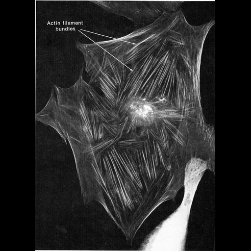  NCBI Organism:Homo sapiens; Cell Types:fibroblast Cell Components:actin filament bundle, stress fiber; Biological process:actin cytoskeleton organization