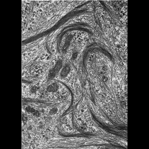  NCBI Organism:Spermophilus citellus; Cell Types:Sertoli cell Cell Components:actin filament, actin filament bundle, stress fiber; Biological process:cell motility, cell adhesion;