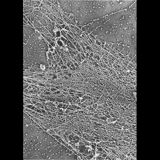  NCBI Organism:Mus musculus; Cell Types:fibroblast Cell Components:actin cytoskeleton Biological process:actin cytoskeleton organization