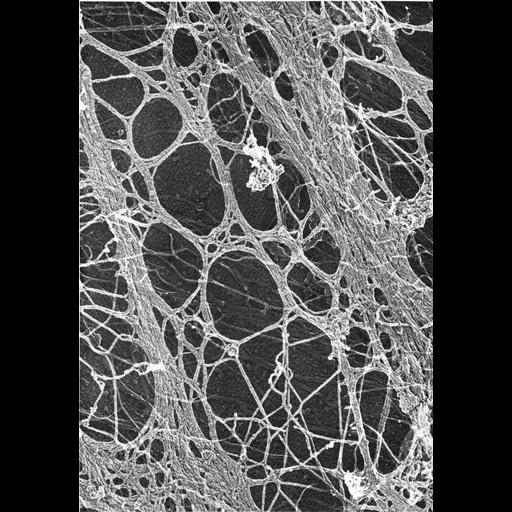  NCBI Organism:Mus musculus; Cell Types:fibroblast Cell Components:actin cytoskeleton Biological process:actin cytoskeleton organization