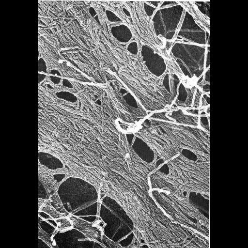  NCBI Organism:Mus musculus; Cell Types:fibroblast Cell Components:actin cytoskeleton, stress fiber; Biological process:actin cytoskeleton organization