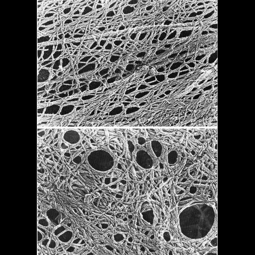  NCBI Organism:Mus musculus; Cell Types:fibroblast Cell Components:actin cytoskeleton, cytoplasmic microtubule; Biological process:actin cytoskeleton organization, microtubule cytoskeleton organization;