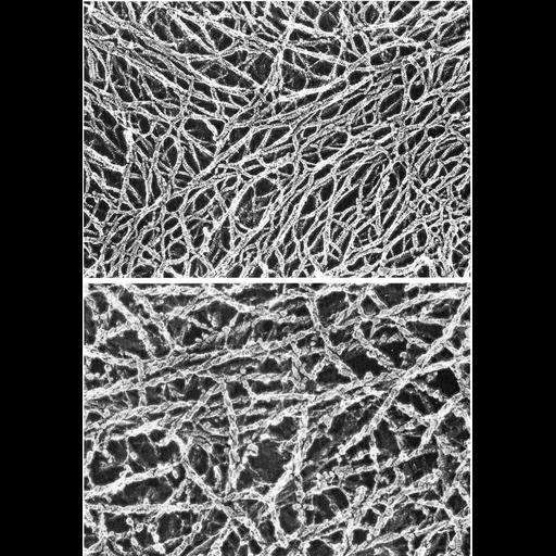  NCBI Organism:Mus musculus; Cell Types:fibroblast Cell Components:actin cytoskeleton, myosin complex; Biological process:actin cytoskeleton organization