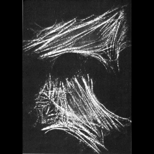  NCBI Organism:Homo sapiens; Cell Components:actin filament bundle, stress fiber; Biological process:actin cytoskeleton organization