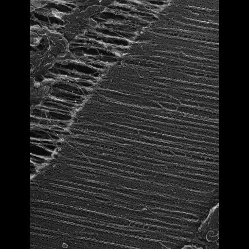  Cell Types:flight muscle cell Cell Components:myofibril, mitochondrion, sarcoplasmic reticulum; Biological process:skeletal muscle contraction, sequestering of calcium ion, mitochondrial proton-transporting ATP synthase complex assembly;