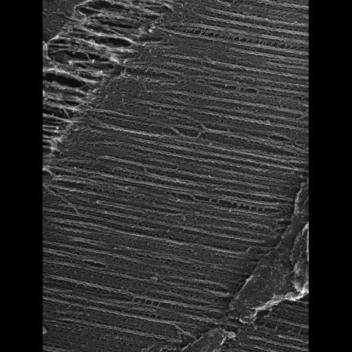  Cell Types:flight muscle cell Cell Components:myofibril, mitochondrion, sarcoplasmic reticulum; Biological process:skeletal muscle contraction, sequestering of calcium ion, mitochondrial proton-transporting ATP synthase complex assembly;