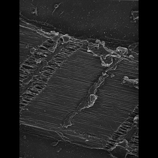  Cell Types:flight muscle cell Cell Components:myofibril, mitochondrion, sarcoplasmic reticulum; Biological process:skeletal muscle contraction, sequestering of calcium ion, mitochondrial proton-transporting ATP synthase complex assembly;