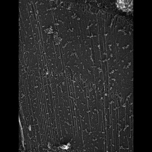  Cell Types:flight muscle cell Cell Components:myofibril, mitochondrion, sarcoplasmic reticulum; Biological process:skeletal muscle contraction, sequestering of calcium ion, mitochondrial proton-transporting ATP synthase complex assembly;