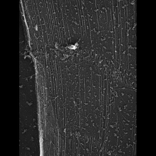  Cell Types:flight muscle cell Cell Components:myofibril, mitochondrion, sarcoplasmic reticulum; Biological process:skeletal muscle contraction, sequestering of calcium ion, mitochondrial proton-transporting ATP synthase complex assembly;