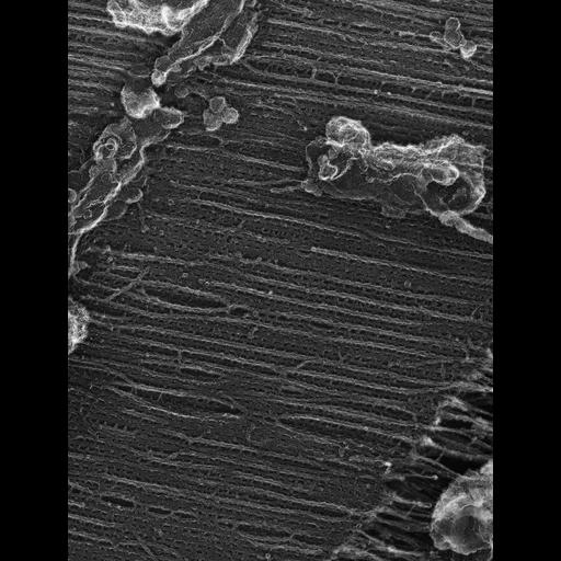  Cell Types:flight muscle cell Cell Components:myofibril, mitochondrion, sarcoplasmic reticulum; Biological process:skeletal muscle contraction, sequestering of calcium ion, mitochondrial proton-transporting ATP synthase complex assembly;