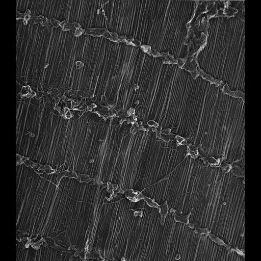  Cell Types:flight muscle cell Cell Components:myofibril, mitochondrion, sarcoplasmic reticulum; Biological process:skeletal muscle contraction, sequestering of calcium ion, mitochondrial proton-transporting ATP synthase complex assembly;