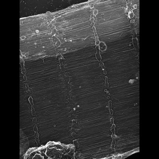  Cell Types:flight muscle cell Cell Components:myofibril, mitochondrion, sarcoplasmic reticulum; Biological process:skeletal muscle contraction, sequestering of calcium ion, mitochondrial proton-transporting ATP synthase complex assembly;