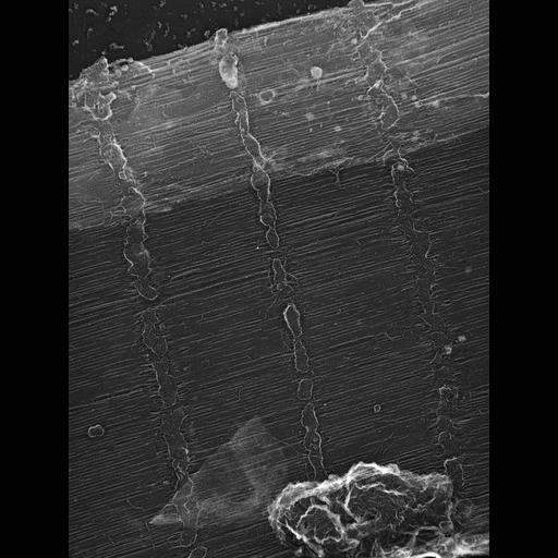  Cell Types:flight muscle cell Cell Components:myofibril, mitochondrion, sarcoplasmic reticulum; Biological process:skeletal muscle contraction, sequestering of calcium ion, mitochondrial proton-transporting ATP synthase complex assembly;