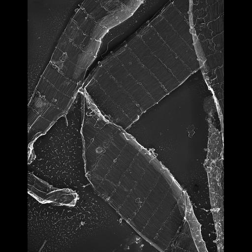  Cell Types:flight muscle cell Cell Components:myofibril, mitochondrion, sarcoplasmic reticulum; Biological process:skeletal muscle contraction, sequestering of calcium ion, mitochondrial proton-transporting ATP synthase complex assembly;