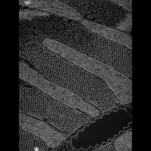  Cell Types:flight muscle cell Cell Components:myofibril, mitochondrion, sarcoplasmic reticulum, T-tubule; Biological process:skeletal muscle contraction, mitochondrial proton-transporting ATP synthase complex assembly, sequestering of calcium ion, membrane depolarization;